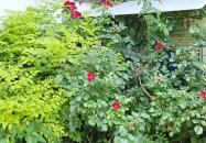 Sass-kúria Kölesd - Borjád