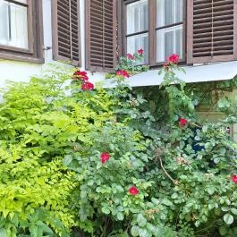 Sass-kúria Kölesd - Borjád - Egyéb