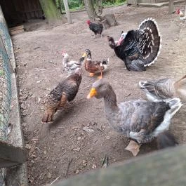 Schvarcz Malom Vendégház, Pápateszér - Egyéb