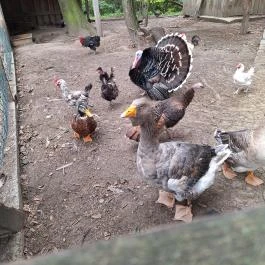 Schvarcz Malom Vendégház, Pápateszér - Egyéb