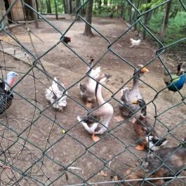 Schvarcz Malom Vendégház, Pápateszér - Egyéb