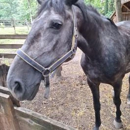 Schvarcz Malom Vendégház, Pápateszér - Egyéb