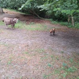 Schvarcz Malom Vendégház, Pápateszér - Egyéb