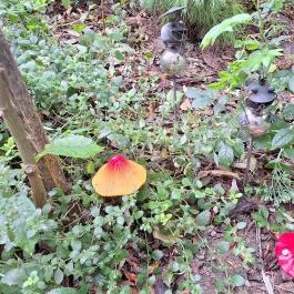 Schvarcz Malom Vendégház, Pápateszér - Egyéb