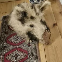 Schvarcz Malom Vendégház, Pápateszér - Egyéb