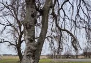 Sényi-kastély Balogunyom