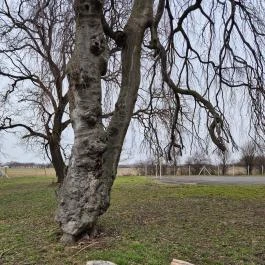 Sényi-kastély Balogunyom - Külső kép
