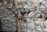 Siklósi Vár Siklós