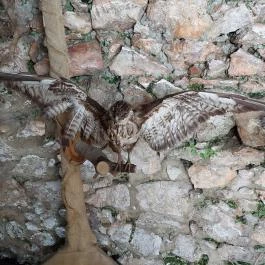 Siklósi Vár Siklós - Egyéb