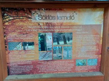 Sökfás temető Márokföld