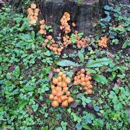 Soproni Botanikus Kert , Sopron - Egyéb