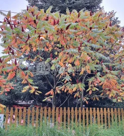 Sörházdombi Kilátó