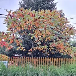 Sörházdombi Kilátó, Sopron - Egyéb