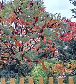 Sörházdombi Kilátó