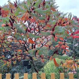 Sörházdombi Kilátó, Sopron - Egyéb