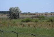 Sterbetz István Túzokvédelmi Látogatóközpont KMNP Dévaványa