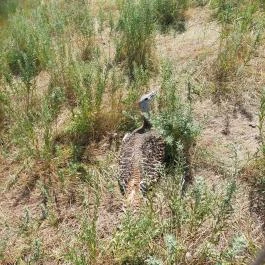 Sterbetz István Túzokvédelmi Látogatóközpont KMNP, Dévaványa - Egyéb