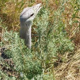 Sterbetz István Túzokvédelmi Látogatóközpont KMNP, Dévaványa - Egyéb