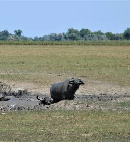 Sterbetz István Túzokvédelmi Látogatóközpont KMNP
