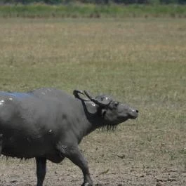 Sterbetz István Túzokvédelmi Látogatóközpont KMNP, Dévaványa - Egyéb