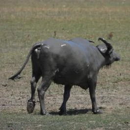 Sterbetz István Túzokvédelmi Látogatóközpont KMNP, Dévaványa - Egyéb