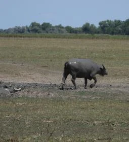 Sterbetz István Túzokvédelmi Látogatóközpont KMNP
