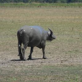 Sterbetz István Túzokvédelmi Látogatóközpont KMNP, Dévaványa - Egyéb