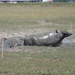 Sterbetz István Túzokvédelmi Látogatóközpont KMNP, Dévaványa - Egyéb