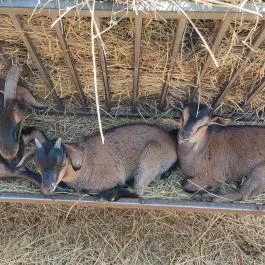 Sterbetz István Túzokvédelmi Látogatóközpont KMNP, Dévaványa - Egyéb