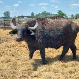 Sterbetz István Túzokvédelmi Látogatóközpont KMNP, Dévaványa - Egyéb