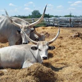 Sterbetz István Túzokvédelmi Látogatóközpont KMNP, Dévaványa - Egyéb