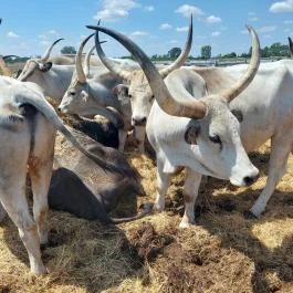 Sterbetz István Túzokvédelmi Látogatóközpont KMNP, Dévaványa - Egyéb