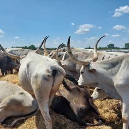 Sterbetz István Túzokvédelmi Látogatóközpont KMNP, Dévaványa - Egyéb