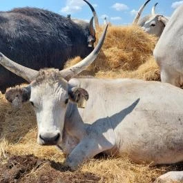 Sterbetz István Túzokvédelmi Látogatóközpont KMNP, Dévaványa - Egyéb