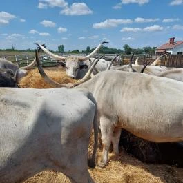 Sterbetz István Túzokvédelmi Látogatóközpont KMNP, Dévaványa - Egyéb