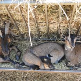 Sterbetz István Túzokvédelmi Látogatóközpont KMNP, Dévaványa - Egyéb