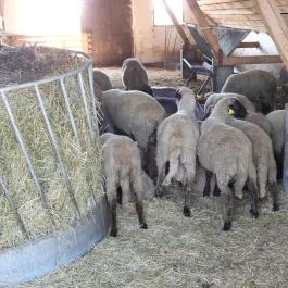 Sterbetz István Túzokvédelmi Látogatóközpont KMNP, Dévaványa - Egyéb