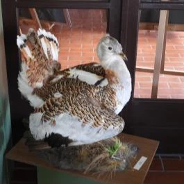 Sterbetz István Túzokvédelmi Látogatóközpont KMNP, Dévaványa - Egyéb