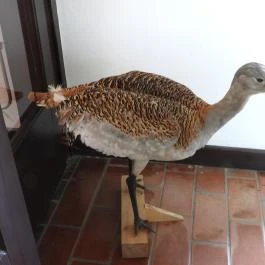 Sterbetz István Túzokvédelmi Látogatóközpont KMNP, Dévaványa - Egyéb