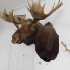 Sümegi Afrikárium Sümeg - 