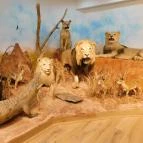 Sümegi Afrikárium Sümeg - 