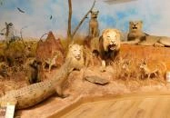 Sümegi Afrikárium Sümeg