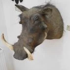 Sümegi Afrikárium Sümeg - 