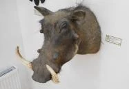 Sümegi Afrikárium Sümeg