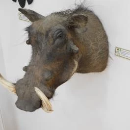 Sümegi Afrikárium Sümeg - Egyéb