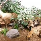 Sümegi Afrikárium Sümeg - 