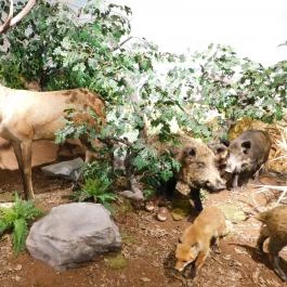 Sümegi Afrikárium Sümeg - Egyéb