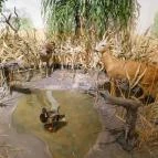 Sümegi Afrikárium Sümeg - 