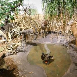 Sümegi Afrikárium Sümeg - Egyéb