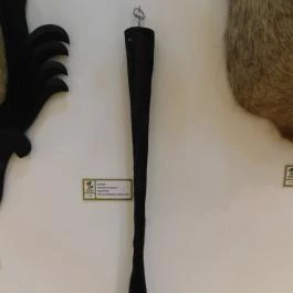 Sümegi Afrikárium Sümeg - Egyéb